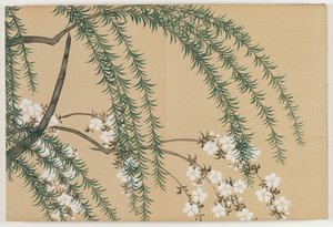 Fleurs de Cent Mondes (Momoyogusa) : Saule et Cerisier