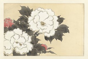 Pivoines, 1909