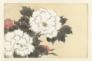 Pivoines (Fleurs de cent mondes)