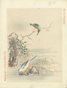 Martin-pêcheur regardant un oiseau près de l