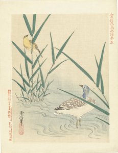 Oiseau aquatique regardant un oiseau chanteur jaune
