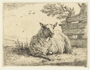 Mouton près d