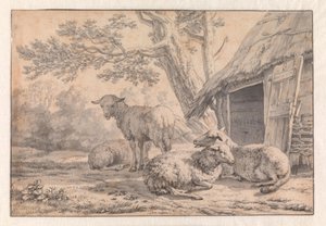 Des moutons près d