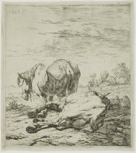 Deux chevaux - Karel Dujardin