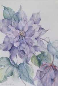 Clématite, Lord Neville - Karen Armitage