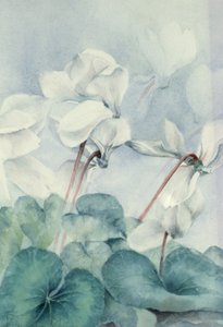 Cyclamen, Triomphe blanc - Karen Armitage