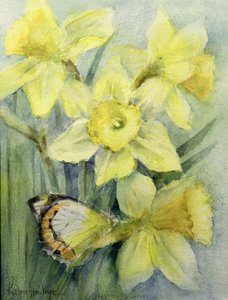 Papillon Delias Mysis (Union Jack) sur des jonquilles