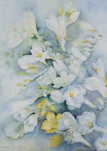Freesia Eldus, géant blanc - Karen Armitage