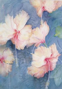 Hibiscus, abricot - Karen Armitage