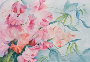 Lathyrus Odoratus, Pois de senteur (horizontal) - Karen Armitage