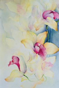 Orchidée, Cymbidium, Prince Charles - Karen Armitage