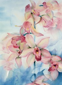 Orchidée Cymbidium Ramley - Karen Armitage
