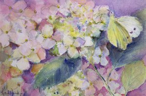 Papillon jaune pâle, Colias Hyale sur hortensia - Karen Armitage
