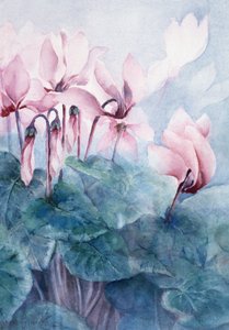 Cyclamen rose Pseudibericum - Karen Armitage