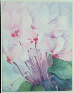 Cyclamen rose, Victoria - Karen Armitage