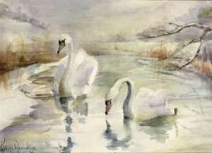 Cygnes en hiver