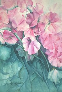 Pois de senteur, Fierté rose (vertical) - Karen Armitage