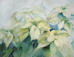Poinsettia blanc (horizontal)