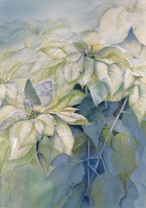 Poinsettia blanc (vertical)
