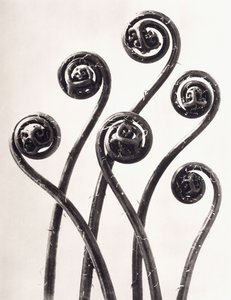 Adiantum Pedatum - Fougère capillaire américaine, jeunes frondes enroulées agrandies huit fois