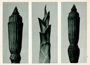 Prêle, 1929