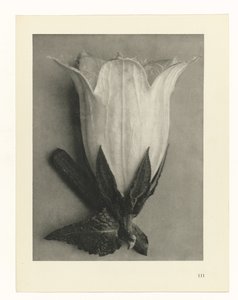 Études de plantes (Urformen der Kunst: photographische Pflanzenbilder)