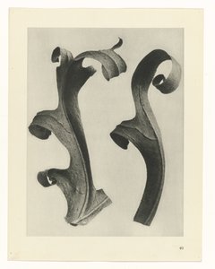 Études de plantes (Urformen der Kunst: photographische Pflanzenbilder) - Karl Blossfeldt