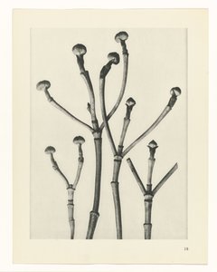 Études de plantes (Urformen der Kunst: photographische Pflanzenbilder)
