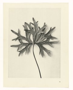 Études de plantes (série Urformen der Kunst: photographies de plantes) - Karl Blossfeldt