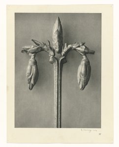 Études de plantes (série Urformen der Kunst: photographies de plantes) - Karl Blossfeldt