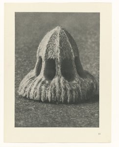 Études de plantes (série Urformen der Kunst: photographies de plantes)
