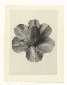 Études de plantes (série Urformen der Kunst: photographies de plantes) - Karl Blossfeldt