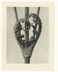 Études de plantes (série Urformen der Kunst: photographies de plantes) - Karl Blossfeldt