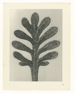 Études de plantes (Urformen der Kunst: photographische Pflanzenbilder) - Karl Blossfeldt