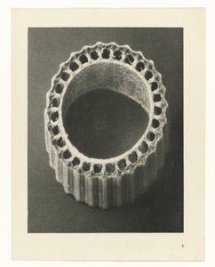 Études de plantes (Urformen der Kunst : photographische Pflanzenbilder) - Karl Blossfeldt