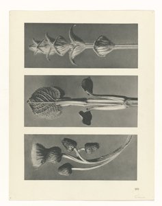 Étude de plante (Urformen der Kunst)