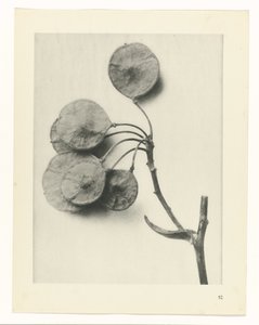 Étude de plante (Urformen der Kunst) - Karl Blossfeldt