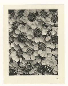 Étude de plante (Urformen der Kunst) - Karl Blossfeldt