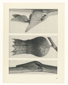 Étude de plante (Urformen der Kunst)