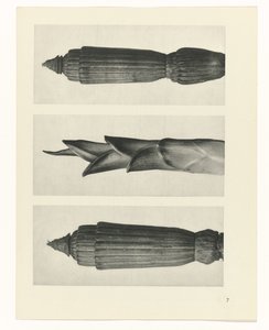 Étude de plante (Urformen der Kunst)