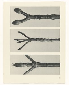 Étude de plante (Urformen der Kunst) - Karl Blossfeldt