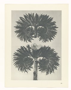 Étude de plante (Urformen der Kunst) - Karl Blossfeldt