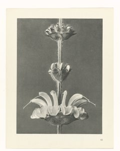 Étude de plante (Urformen der Kunst)