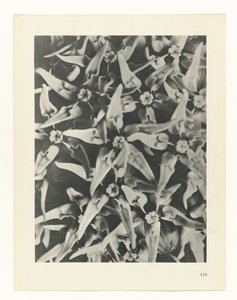 Étude de plante (Urformen der Kunst) - Karl Blossfeldt