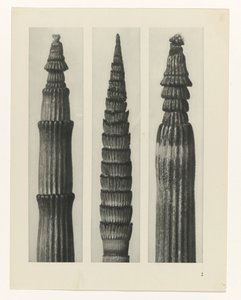 Étude de plante (Urformen der Kunst)