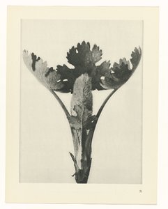 Étude de plante (Urformen der Kunst)