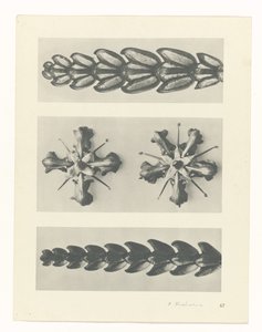 Étude de plante (Urformen der Kunst)