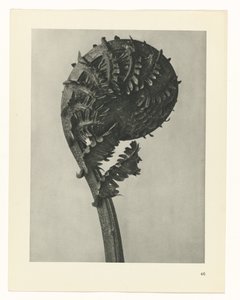 Étude de plante (Urformen der Kunst)
