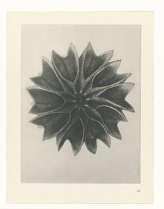 Étude de plante (Urformen der Kunst) - Karl Blossfeldt