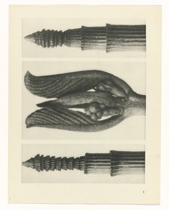 Étude de plante (Urformen der Kunst)